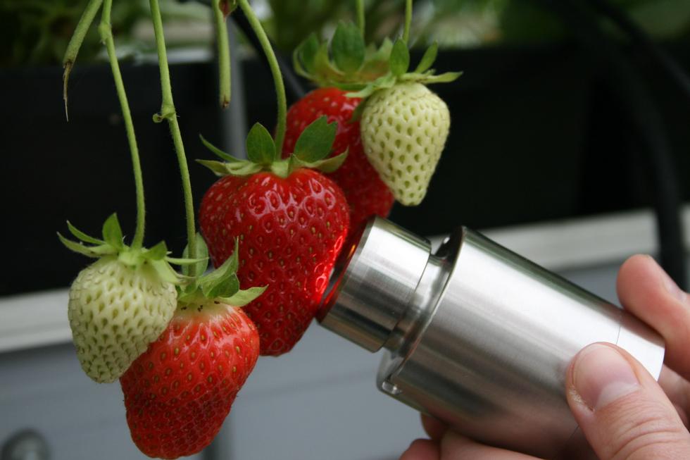 Researchers are performing NIR measurements on berries to check if signals of sugar content can be picked up a few millimeters away in the berries.  Photo: Jean Karen Brodin