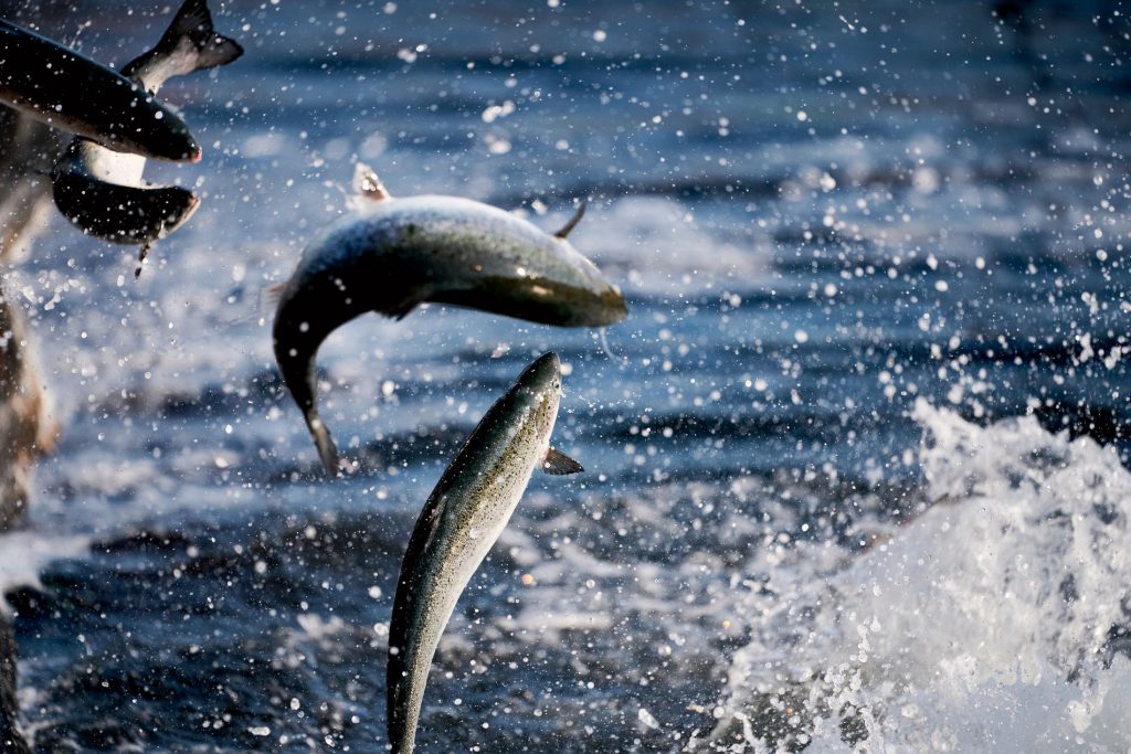 Salmar enters into an offer to buy Norwegian Royal Salmon - E24