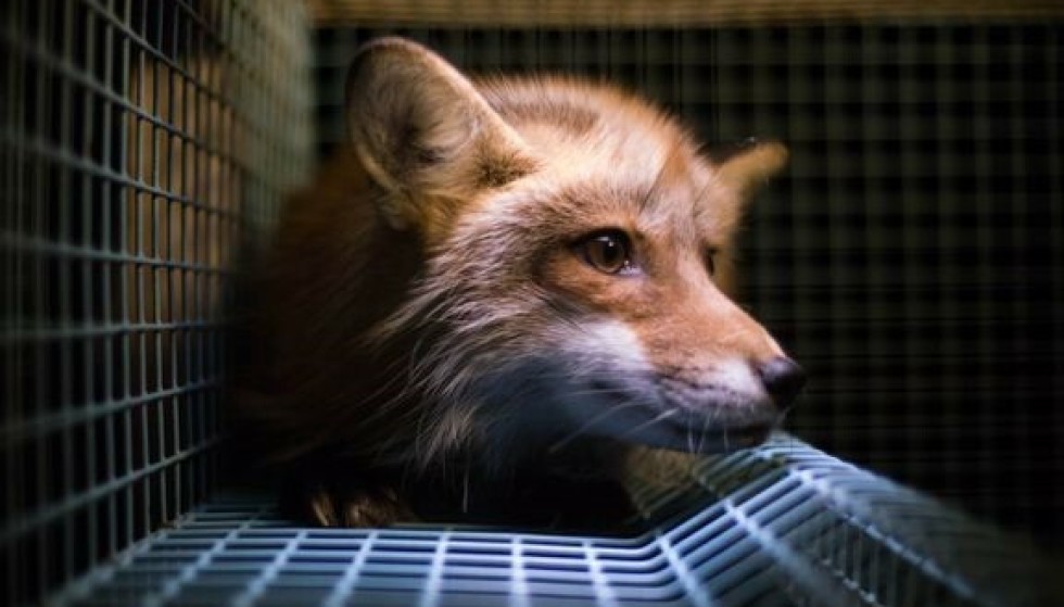 Banned: In 2019, a ban on fur farming was introduced in Norway.  Photo: Animal Protection Norway and Animal Freedom Network