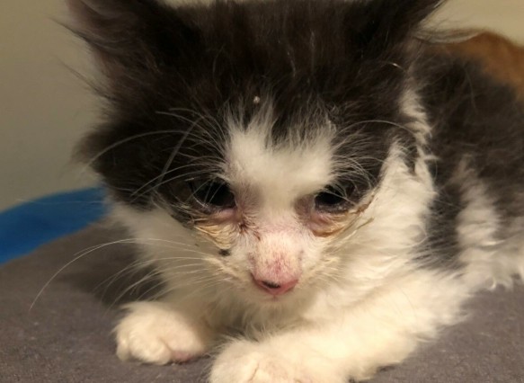 Infiltration: Severe eye swelling occurred when several kittens were taken by animal care.