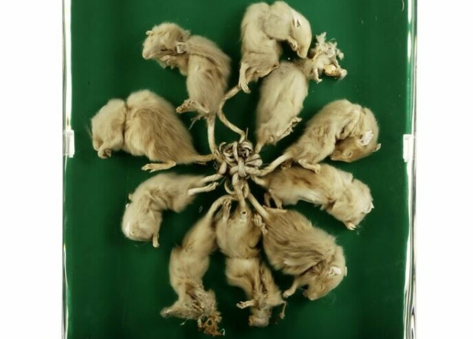 Rat King: This phenomenon has been long debated.  The photo shows the Rat King from 1895. Photo: M. Bertola / Musées de Strasbourg