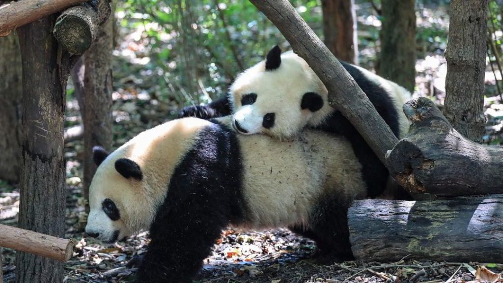 Post: China takes the lead in biodiversity