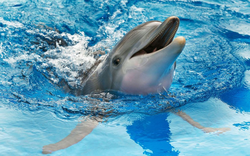 Celebrity Dolphin Dies (16 years old) - VG