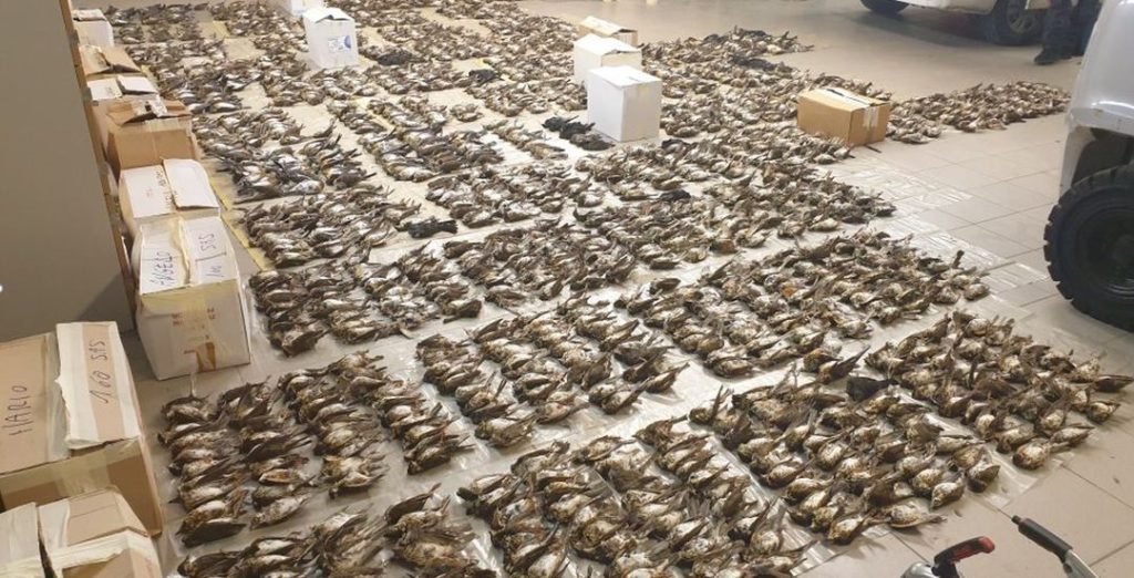 2027 frozen thrushes were discovered during a major operation in Christiansand
