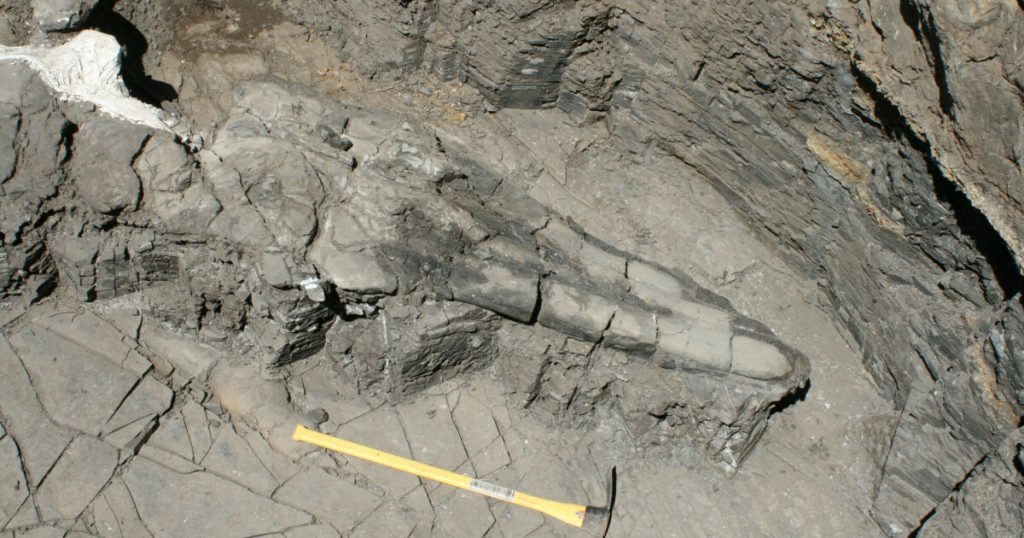 Fossil discovery in the United States of America: - A surprising discovery for the world's first giant