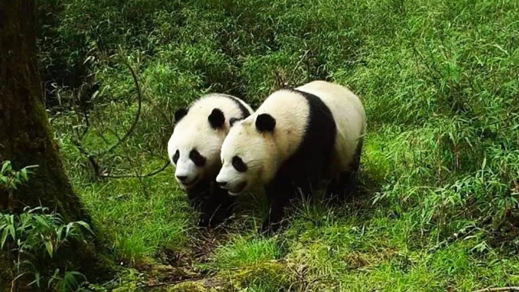 To kjempepandaer i en nasjonalpark i Kina.