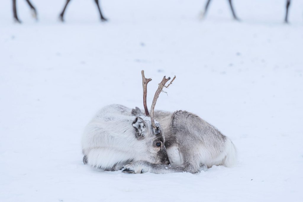 Climate change triggered the reindeer crisis - VG