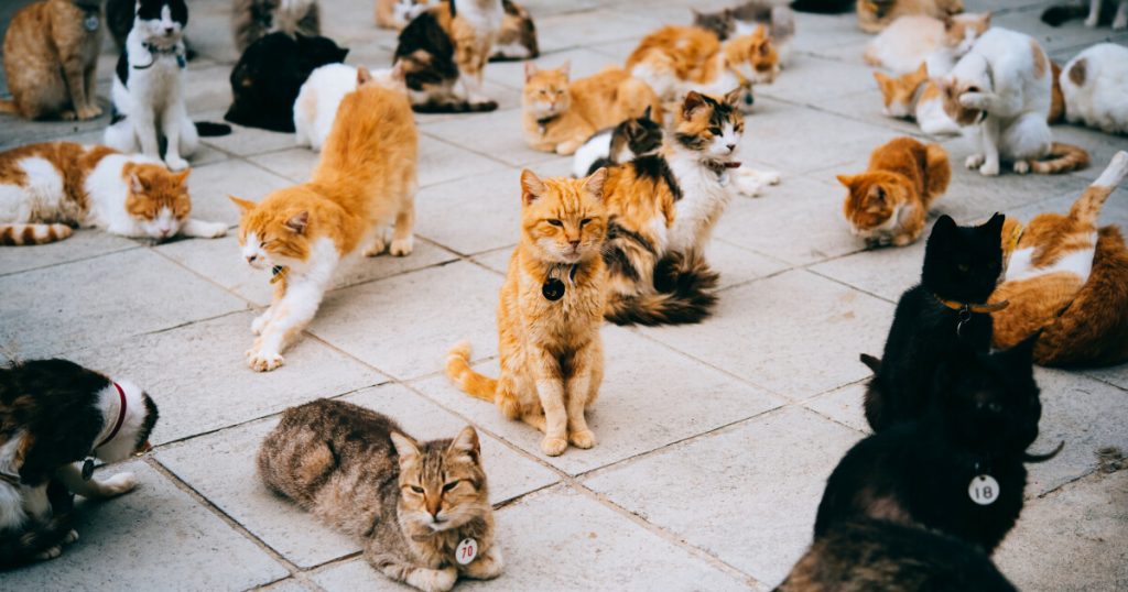 One million unfertilized cats in the UK:
