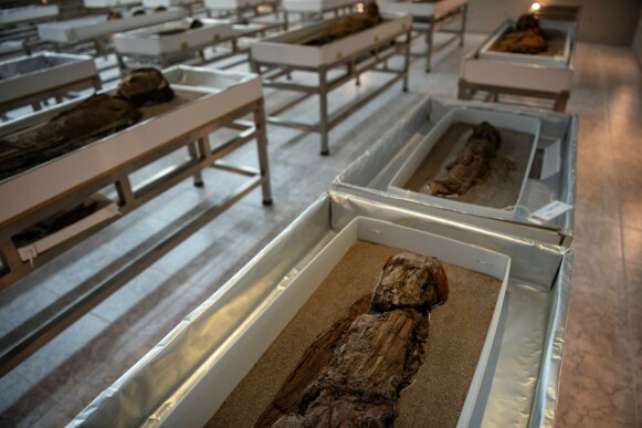 Exhibition: Mummies from the Chinchorro culture will be displayed at the Archaeological Museum of San Miguel de Azaba in Camarones, Chile on March 24.  Photo: Martin Bernetti/AFP
