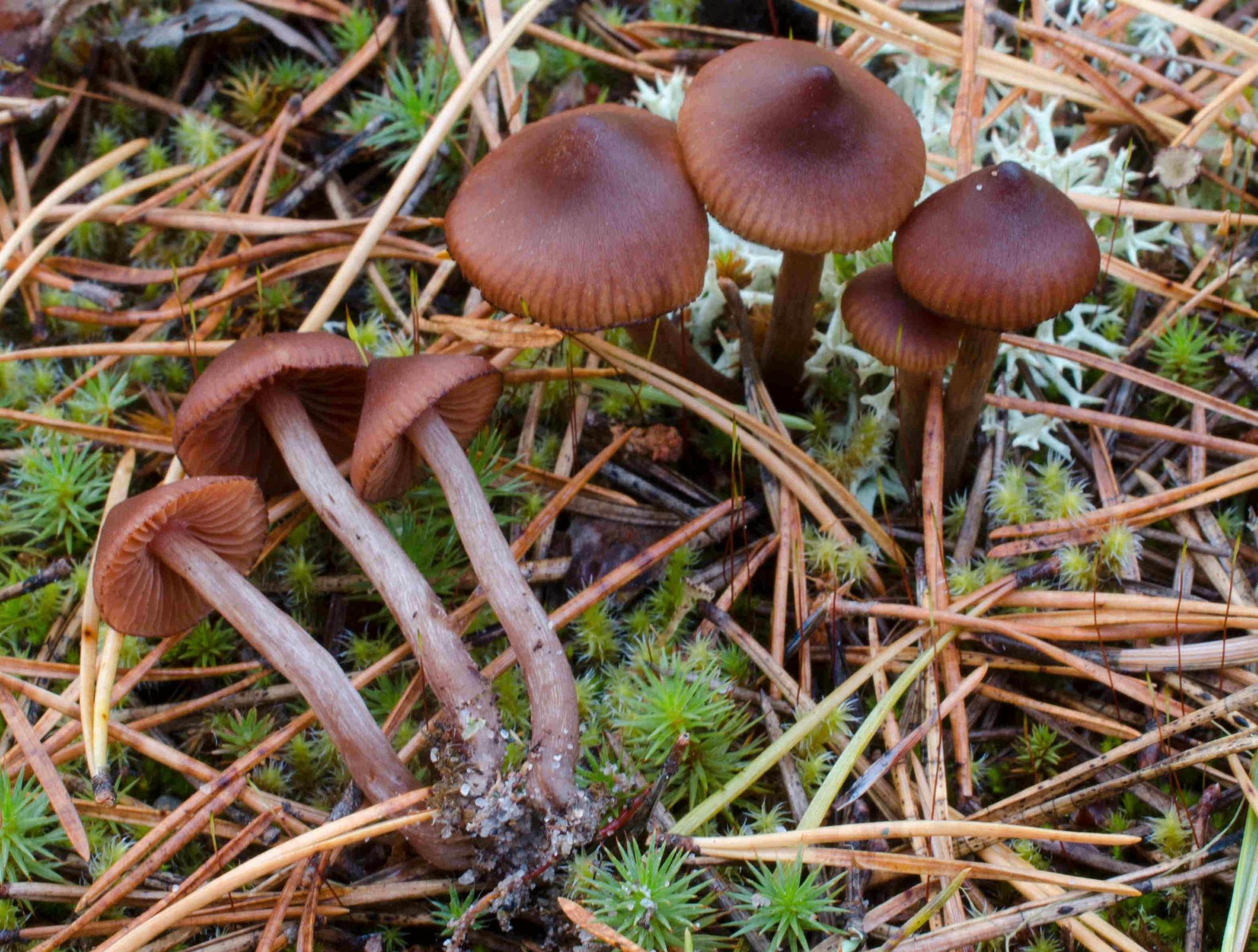 Biologists are discovering a new species every day in Norway