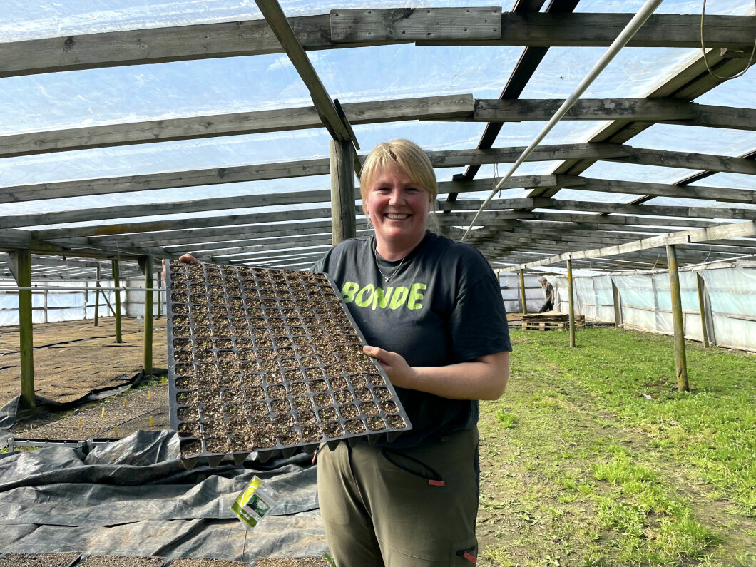 Greenhouse: Daughter Louise Gijor puts up cabbage plants when the TV2 team visits.  She wants good weather.  Photo: Olav D.  Hostat Volt / TV2.