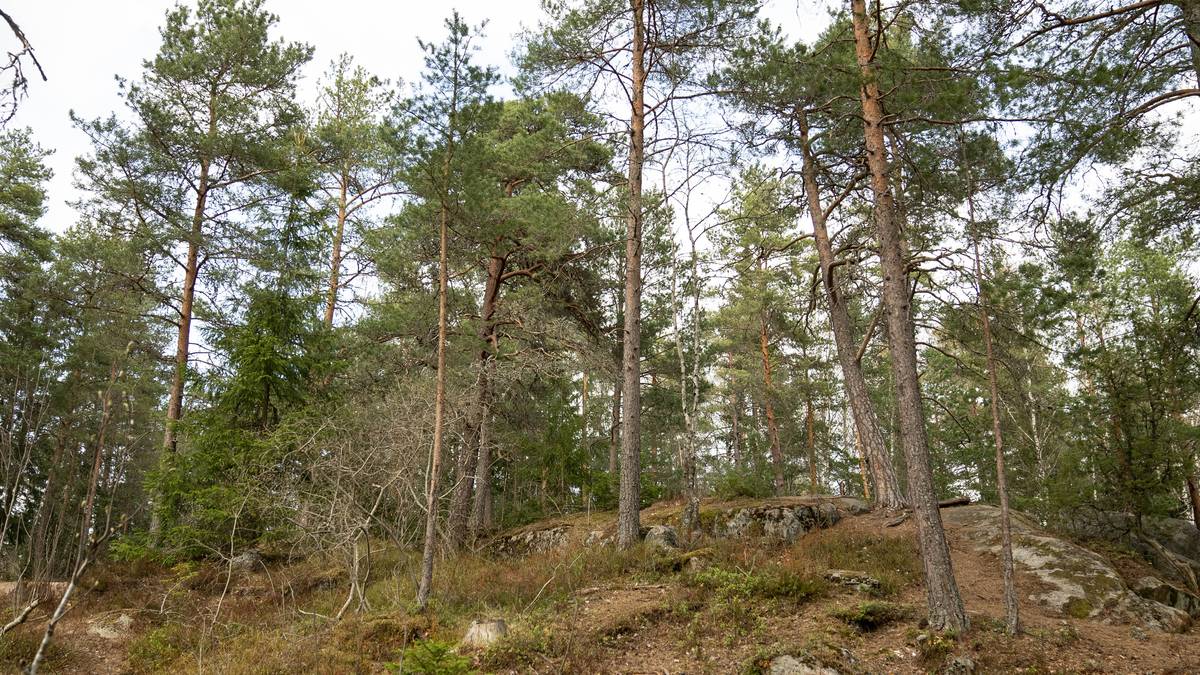 Skog (Østmarka i Oslo)