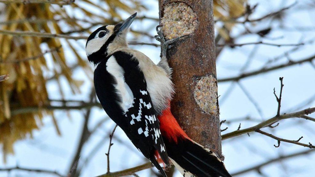 Why don't woodpeckers get brain damage?  Researchers have a new hypothesis - NRK Trøndelag