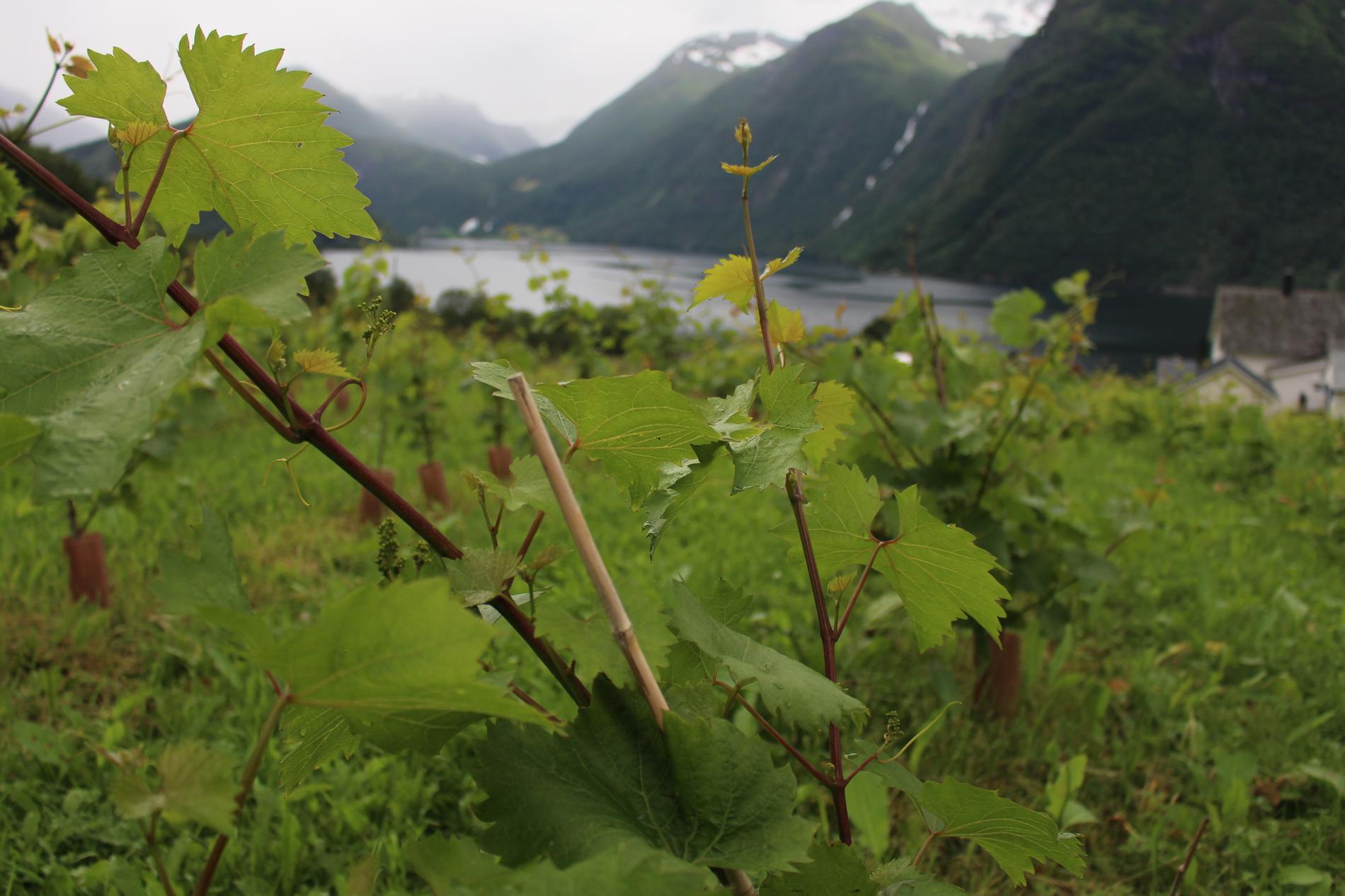 Climate change may turn Norway into a wine country in the future