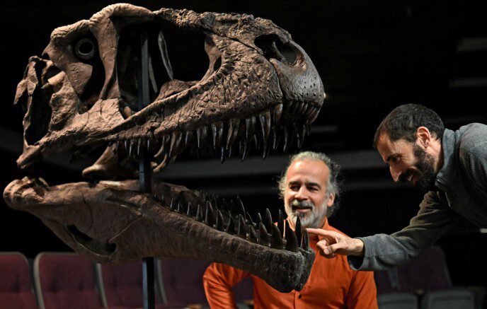 Powerful gems: Argentine paleontologists Sebastian Apistegoya (left) and Pablo Galena present a copy of the fossil of Meraxes gigas, a newly discovered giant carnivorous dinosaur, at the University of Maimonides in Buenos Aires.  Photo: AFP/NTB