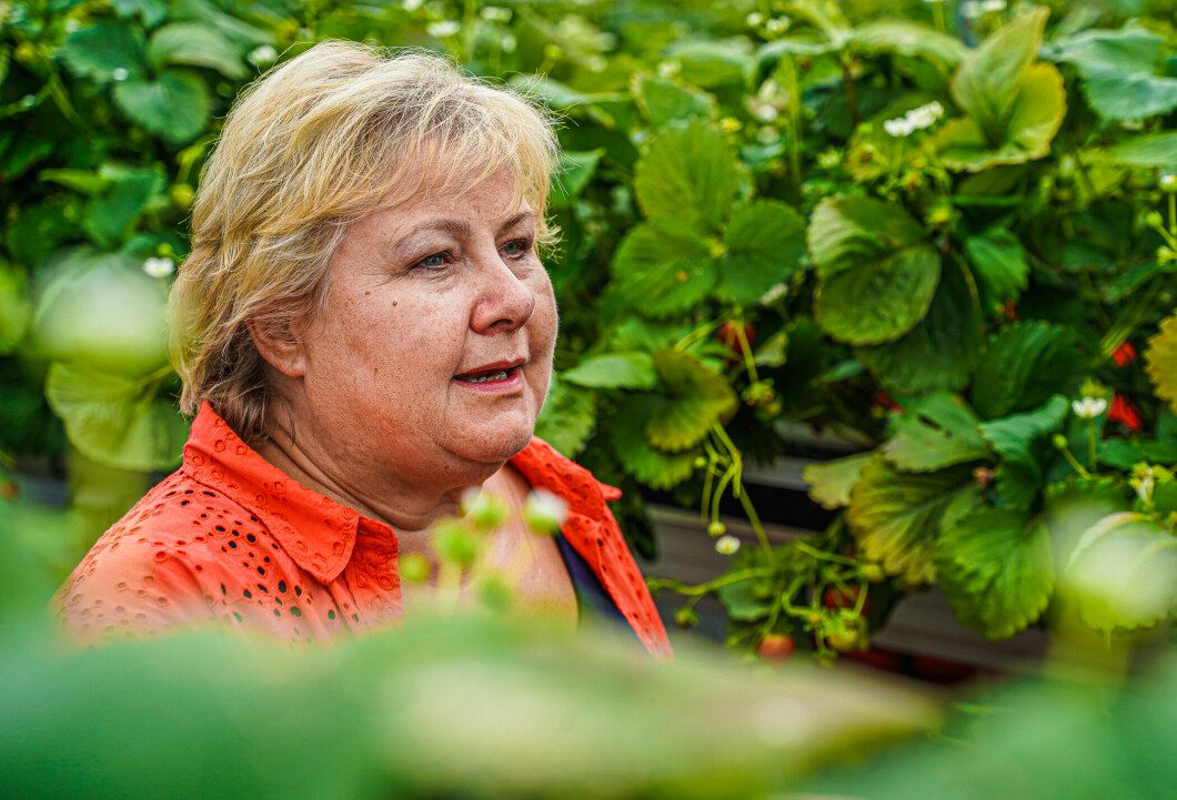 Investment: Solberg tells a strawberry farmer in Larvik that the Conservative Party will invest in Norwegian food production.  Photo: Sunny Paul Sharma / TV2