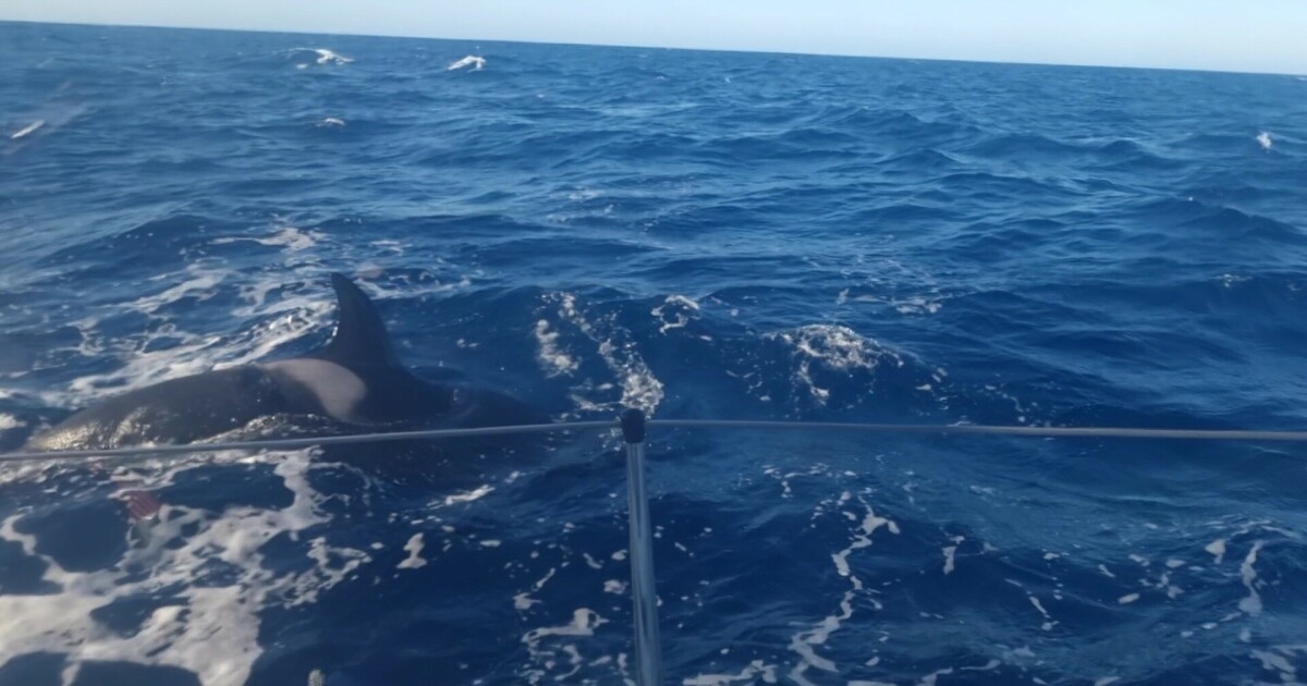 Sailing: - Dramatic attack on the killer whale