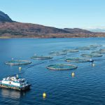 Clues that salmon tax leads to split of seafood giants – NRK Norway – Overview of news from different parts of the country