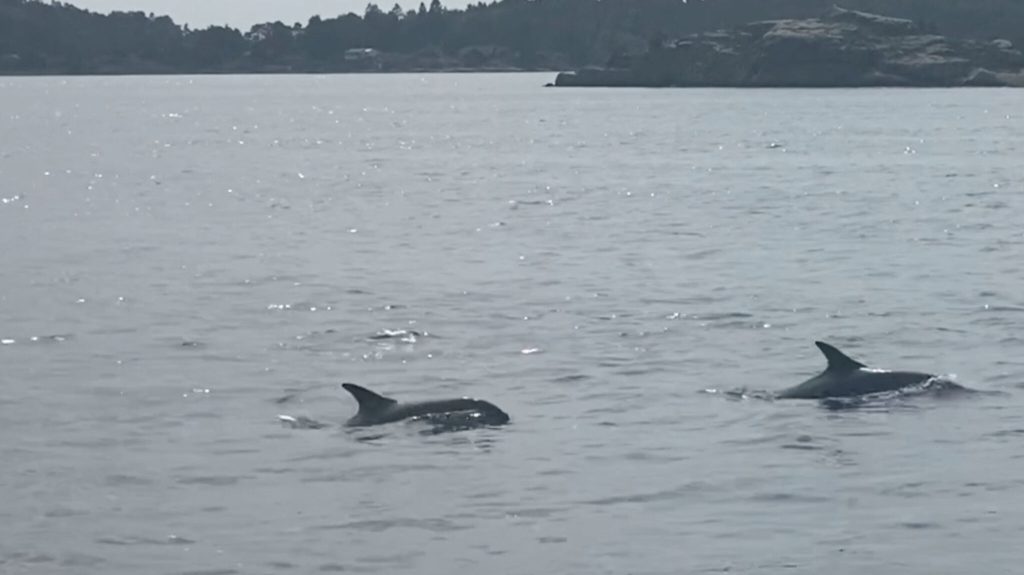 Now dolphins are taking over Oslofjord - VG