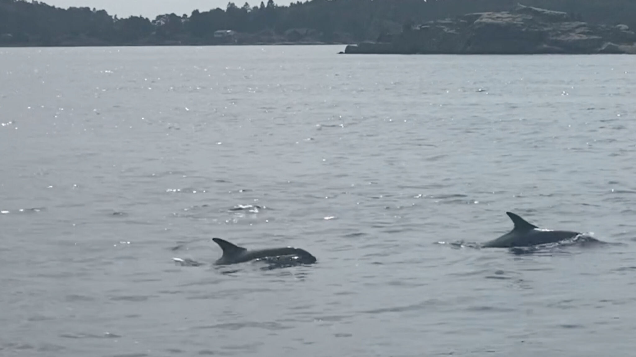 Now dolphins are taking over Oslofjord – VG