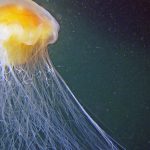 Threatened by climate change – there may be fewer jellyfish in the south – NRK Culture & Entertainment
