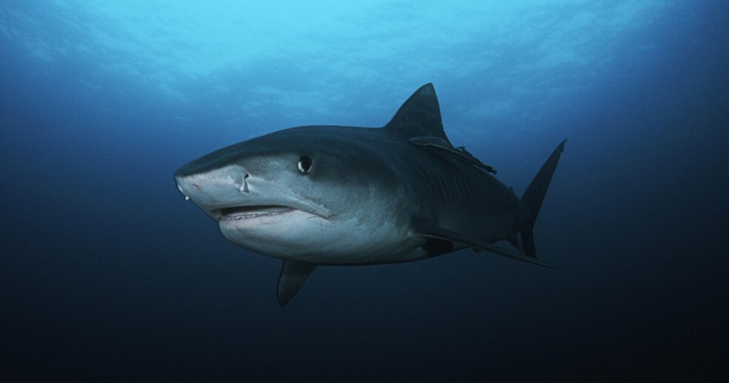 Cameras attached to sharks: - Scientists have made incredible discoveries