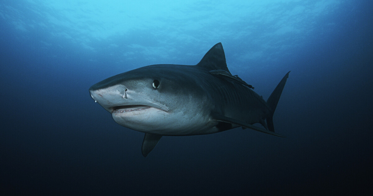 Cameras attached to sharks: – Scientists have made incredible discoveries