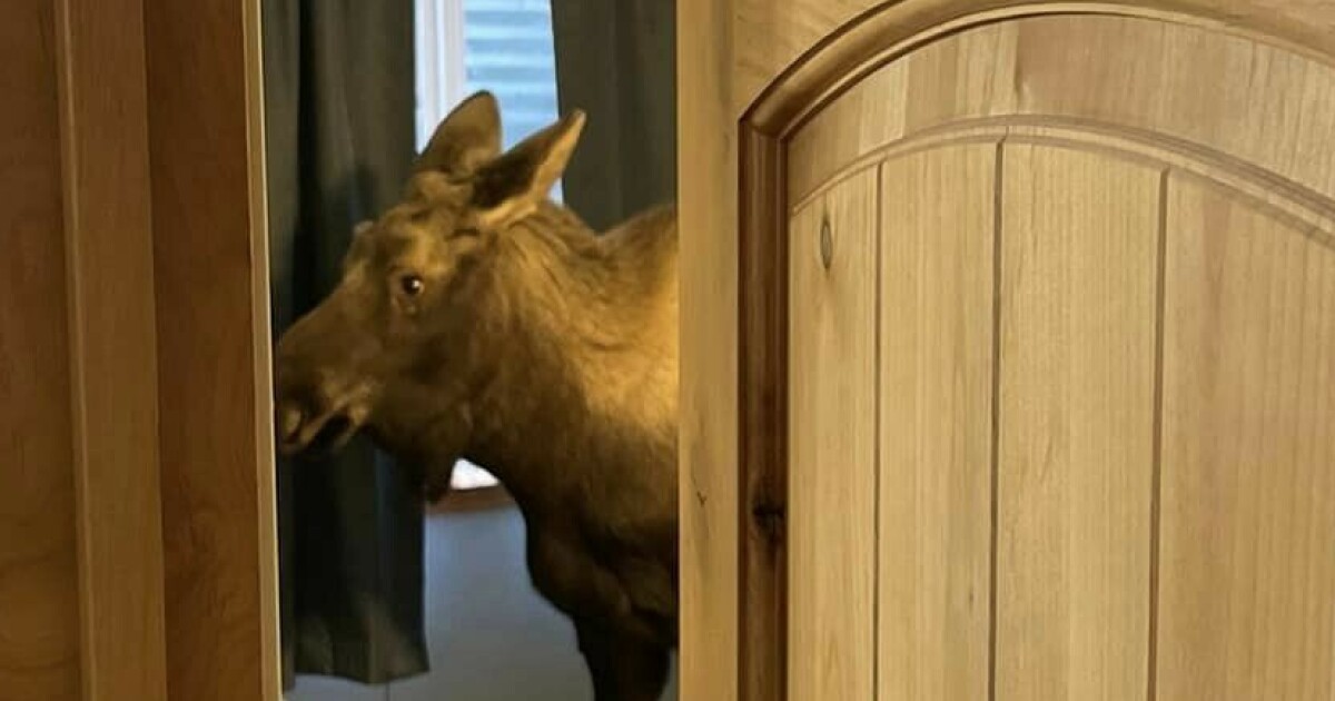 Alaska: - I got a moose shock in the bedroom