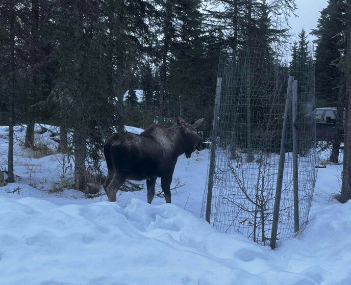 King of the Jungle: Moose in their natural habitat are pretty much the same.  Photo: Soldotna fire service