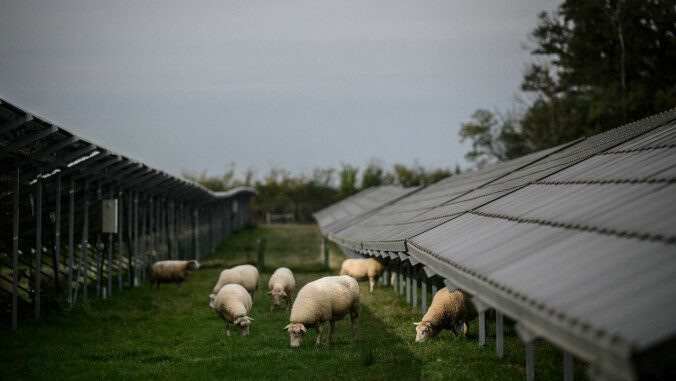 Solar energy: Sheep graze at a solar cell factory in France.  Photo: JEFF PACHOUD/AFP/NTB
