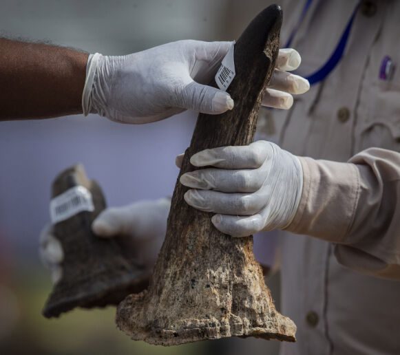 Trophies and Medicine: Hunters who hunt rhinos often take it as a souvenir.  In many places in Asia, pods are also used in medicine.  Pictured here in a national park in India.  Photo: AP Photo/Anupam Nath.