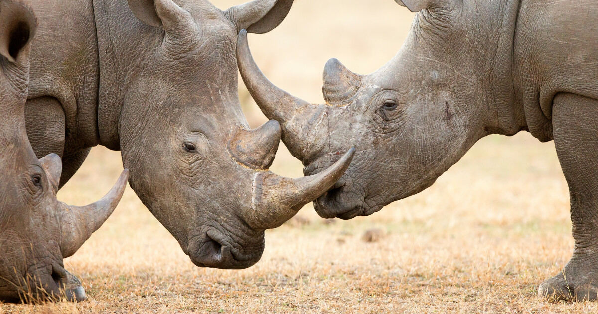 New research reveals: - Amazing results in rhinos